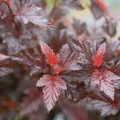 Plant the ginger wine® ninebark in full sun for the best colors. Ginger Wine™ - Ninebark - Physocarpus opulifolius | Proven ...
