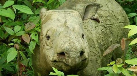 Endangered Indian Rhinoceros Baby Born In Polands Wroclaw Zoo Becomes