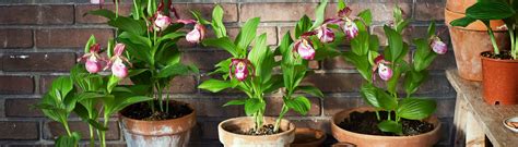 Orchidee, ˌɔʁçiˈdeːə) oder orchideengewächse (orchidaceae) sind eine weltweit verbreitete pflanzenfamilie.die zwei hodenförmigen wurzelknollen der knabenkräuter (von griechisch ὄρχις orchis ‚hoden') haben der gesamten pflanzenfamilie ihren namen gegeben. Noviflora | Garden Orchid - Die exotische Schönheit der ...
