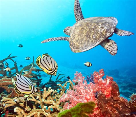 What Is An Ocean Habitat With Pictures