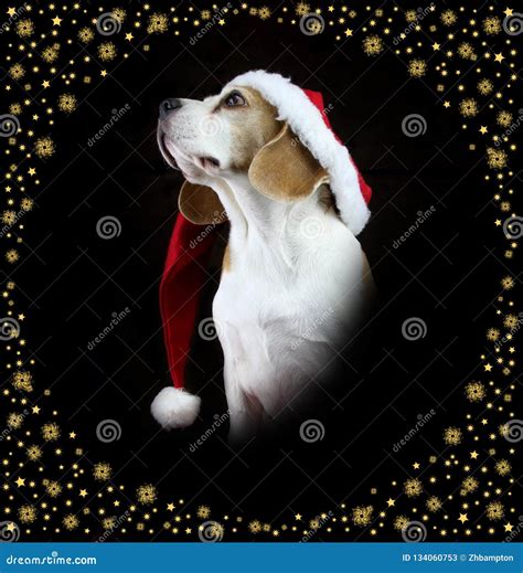 Christmas Beagle Dog Wearing A Santa Hat Stock Image Image Of Xmas