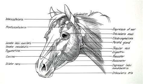 Horse Anatomy Horses Horse Face