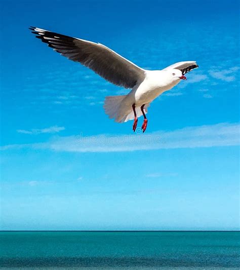 Seagull Flying Over The Ocean Stock Image Image Of Waves Ocean 18710499