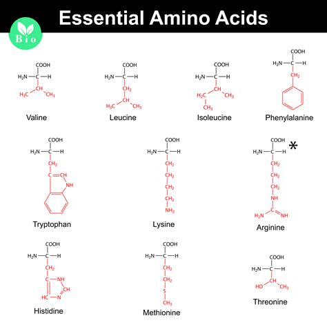 Estrutura De Los 20 Aminoacidos Mas Importantes Images