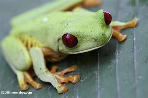 Picture Gallery Rainforest Amphibians