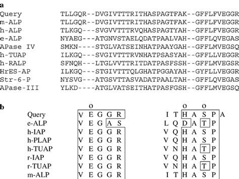 A Amino Acid Sequence Alignment And Comparison Of The Amino Acids