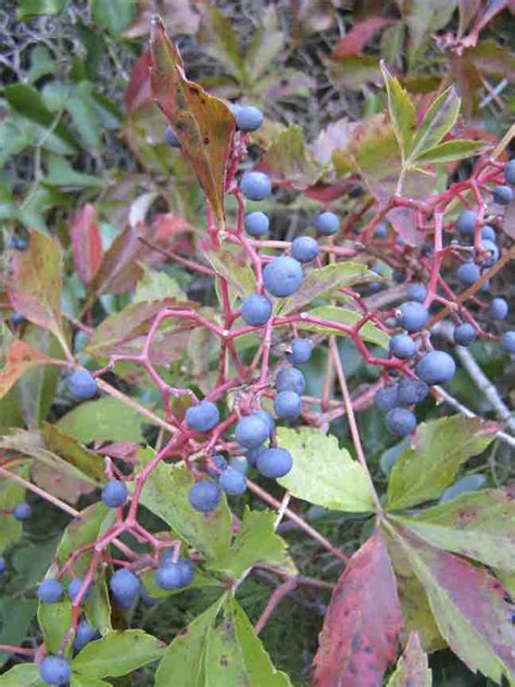 Besides good quality brands, you'll also find plenty of discounts when you shop for green ivy during big sales. Mighty fine native vine