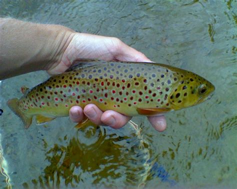 Square Tail Anglers Guide Service Saco River Nh And Mixed Bag O Trout