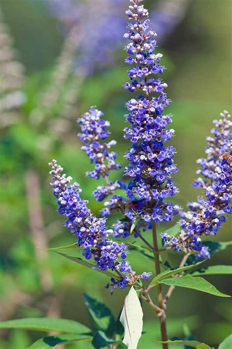 How To Grow Vitex Chaste Flowering Shrubs And Trees