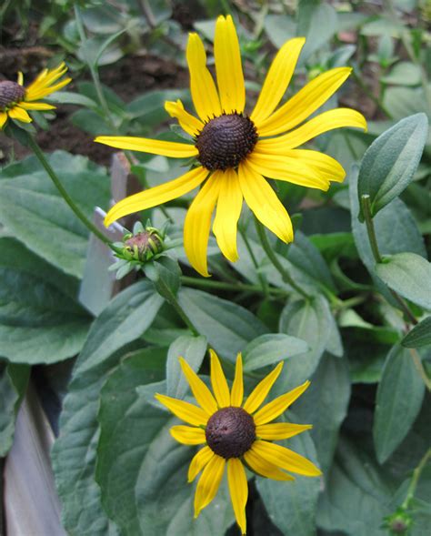 Rudbeckia Speciosa Var Sullivantii Showy Black Eyed Susan Prairie