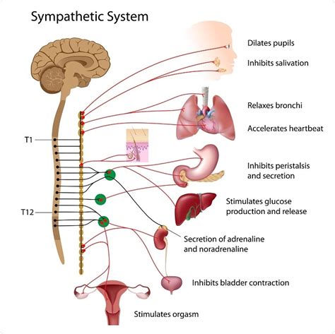 The sympathetic division mobilizes the body during extreme situations such as exercise, excitement and emergencies. ITS NOT MY FAULT: Health: What is? Hyperhidrosis Causes