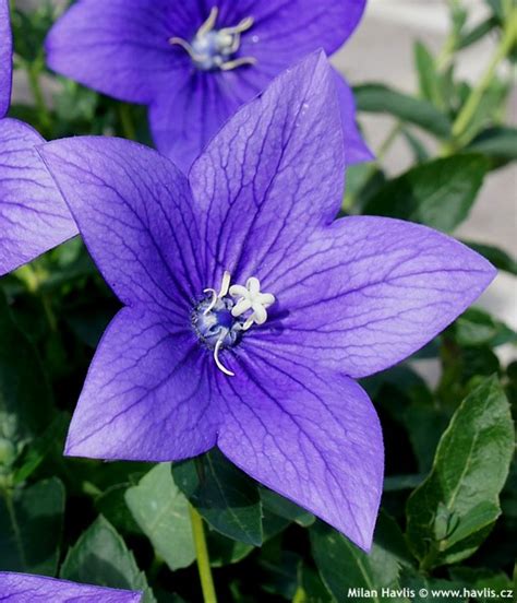 Purple 5 petal flower free stock photo. Platycodon grandiflorus 'ASTRA BLUE' - Havlis.cz