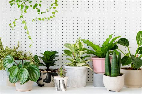 These 5 Indoor Plants Can Improve Air Quality And Produce Oxygen At Night