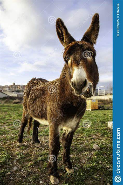 Donkey In Stable Stock Image Image Of Cute Closeup 201923227