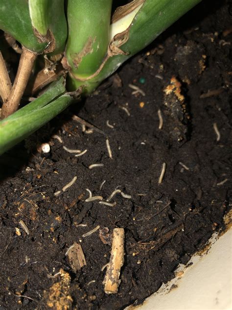 Little Worms In Potted Monstera Soil How To Get Rid Of Them Rplants