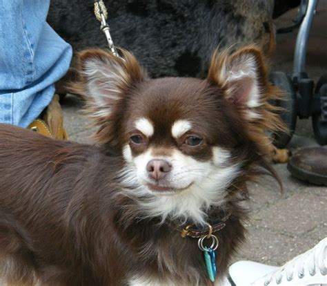 47 Adopt Long Haired Chihuahua Pic Bleumoonproductions