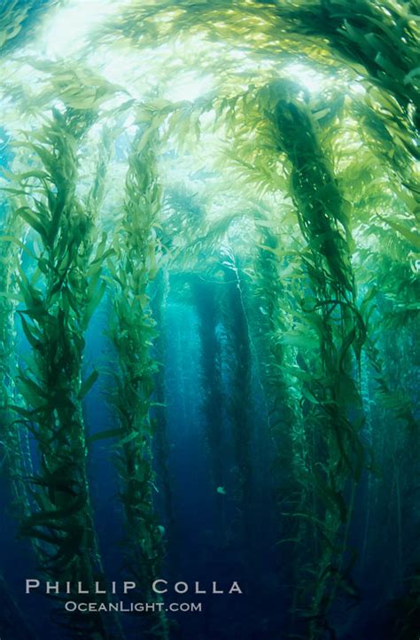 Kelp Canopy Macrocystis Pyrifera San Clemente Island California
