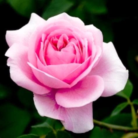 Gambar bunga mawar atau wallpaper background bunga rose warna putih kuning pink merah muda hitam ungu dan maknanya artinya foto bunga terca. 29+ Gambar Bunga Rose Pink - Galeri Bunga HD