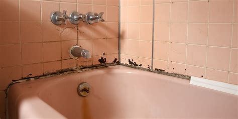 Check spelling or type a new query. Mold Smells In Your Bathroom? Find Out How To Get Rid Of ...