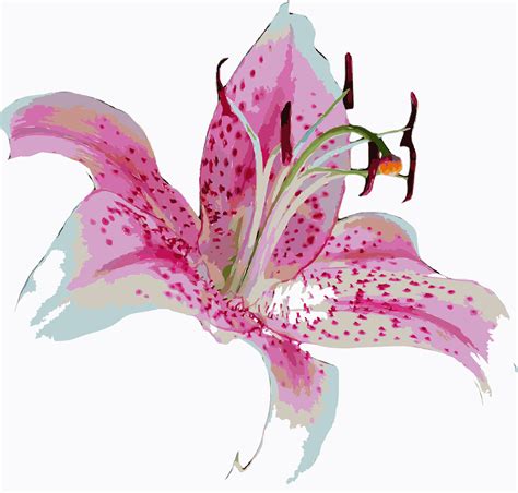 Stargazer Lilies Clipart 10 Free Cliparts Download Images On