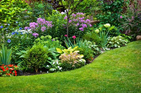Best Garden Plants For Beauty And Budget