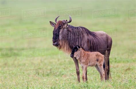 Adult Wildebeest Stands Beside A Recently Born Calf Leaning Against It
