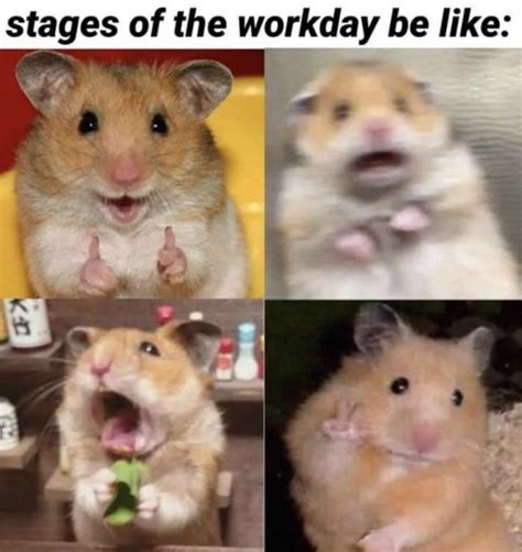 29 Of The Cutest Hamster Memes We Could Find So Far Lets Eat Cake