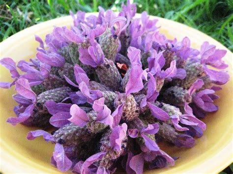 What Is Lavender Oil The Garden Of Eaden