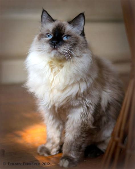 Pictures Of Balinese Cat Breed Also Hyperallergenic Resemble The