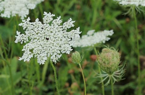 Queen Annes Lace Wildflower Hearth And Vine