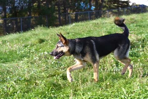 3 Common German Shepherd Tail Problems To Be Aware Of
