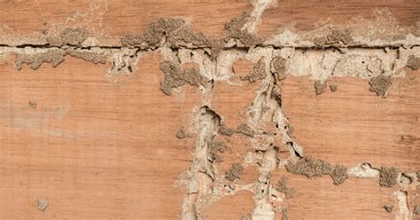 Warning Signs Of Termite Damage Know What To Look For Mary Byrnes
