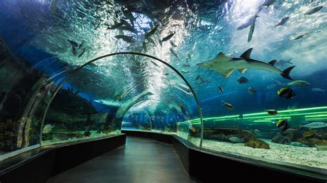 Aquarium In Manila The Underwater World In Manila Ocean Park