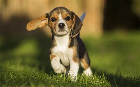 Download Puppy Dog Animal Beagle Hd Wallpaper By Marlen Mandel