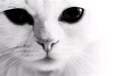 Cute cartoon black scary character. Image - White.Cat | Creepypasta Wiki | FANDOM powered by Wikia