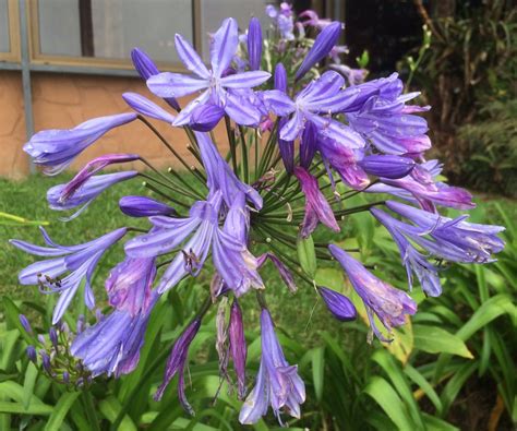 Check spelling or type a new query. Costa Rica flower. | Four seasons, Book 1, Flowers