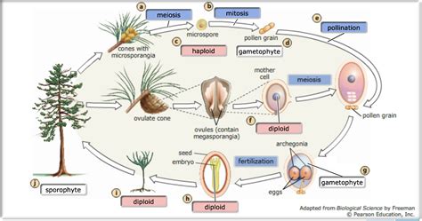 Research in cellular and molecular biology covers various aspects of molecular biology, developmental biology, functional genomics, metabolomics, stem cells, as well as plant cell signaling and developmental regulation. Ch 30 Plant Diversity II -- seed plant Mastering Biology ...