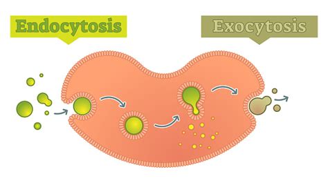 Diagram Endositosis Dan Eksositosis Ilustrasi Stok Unduh Gambar