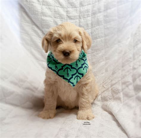 We did not find results for: Australian Labradoodle Pricing and Payment Options - Archview Labradoodles, LLC