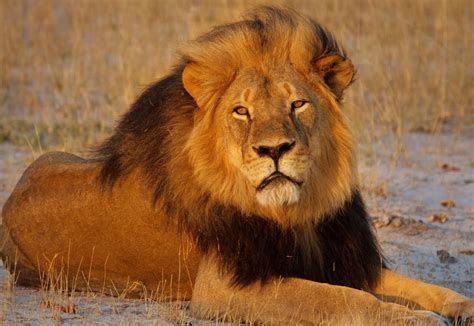 I like this one because pretty soon because of poaching there won' t be any left alive if people don't start protecting them. First Class Move by Airlines to Protect African Wildlife