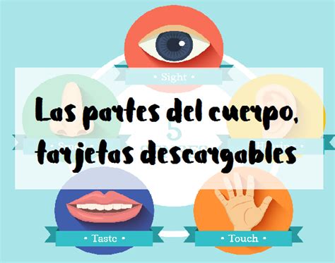 Las Partes Del Cuerpo Tarjetas Descargables Aprenent