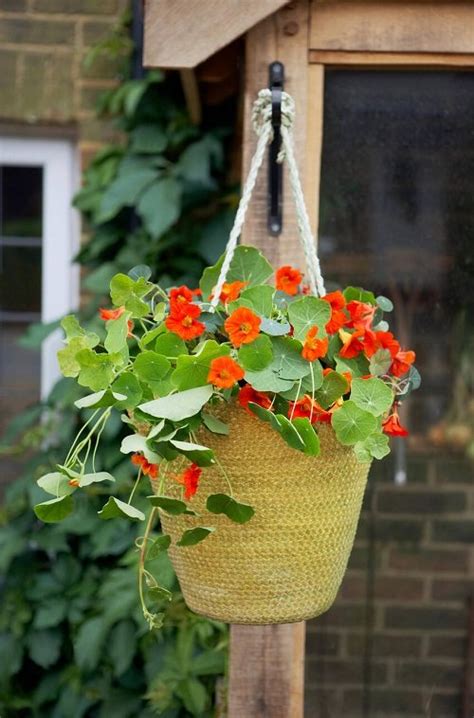 17 Beautiful Trailing Flowers For Hanging Baskets