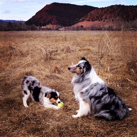 Absolutely beautiful merle colored sheltie puppies. Cassie, the blue merle sheltie with a mini aussie puppy ...