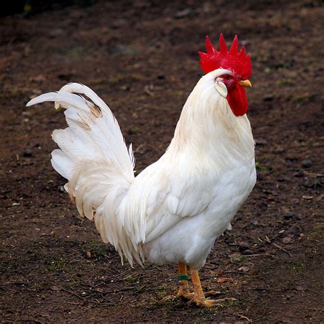Leghorns are best known for white leghorns, the most popular color variety despite the fact there are several color varieties accepted into the american standard of perfection. Poultry Profiles: Get to Know the Leghorn Chicken Breed ...