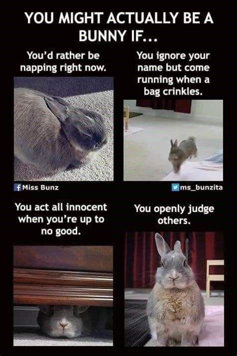Bunny Meme Rabbits
