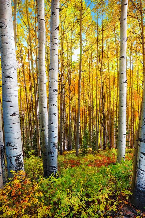 Фотография Aspen Trees Photo Tree Landscape Trees