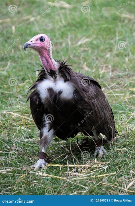 An African Hooded Vulture Stock Image Image Of Fauna 127695711