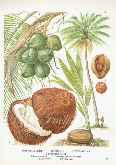 It typically takes between 6 and 8 years before it starts bearing fruit, with an average annual yield of 70 coconuts. Coconut Fruit Chart Food Botanical Kitchen Illustration ...