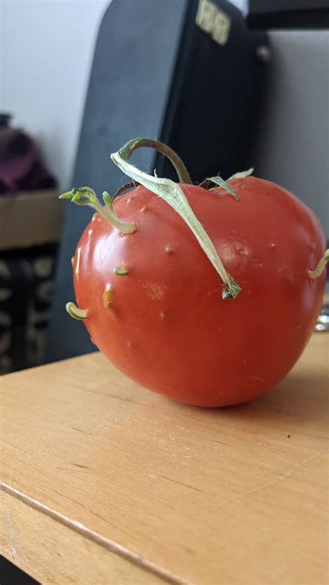 This Tomato Is Sprouting From The Inside Mildlyinteresting