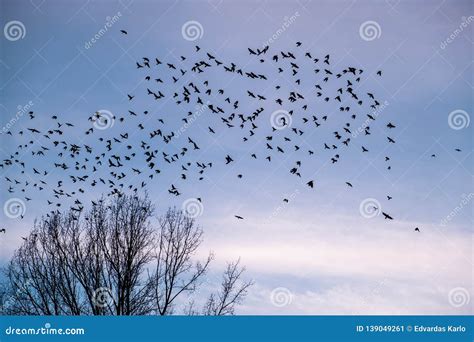 A Flock Of Birds Flying Away Stock Image Image Of Branches Flying